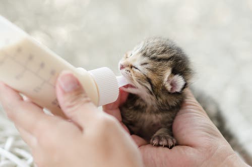 A kitten being fed from a bottle.