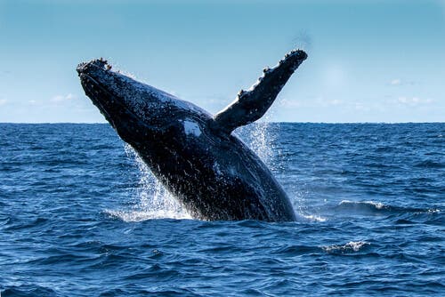 A whale jumping out of the water.