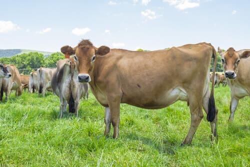 The Healthy Breeding of Beef Cattle