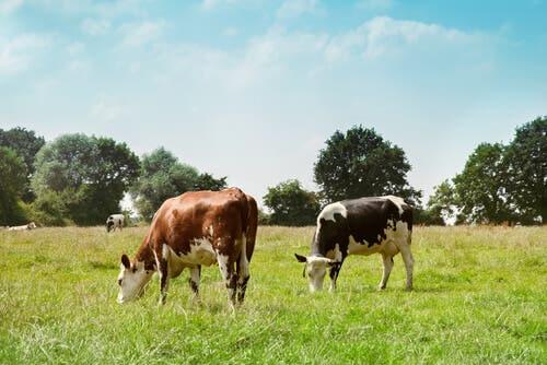 Cows grazing in a field.