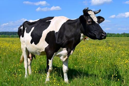 Beef cattle are cows that are produced solely for meat production.