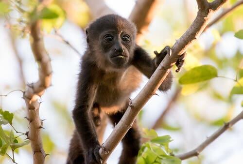 The behavior of howler monkeys.