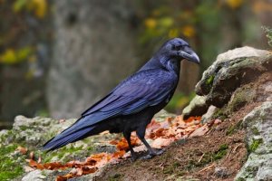 Meet 10 Interesting Carrion-Eating Animals