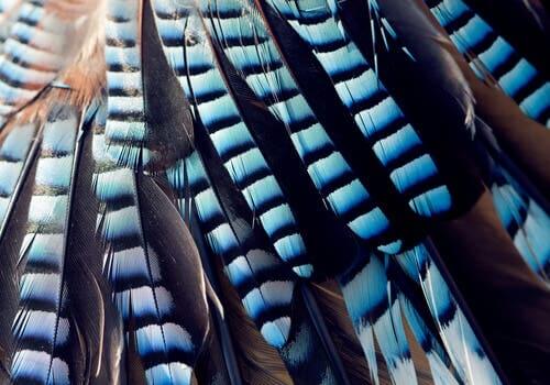A photo of bird feathers.