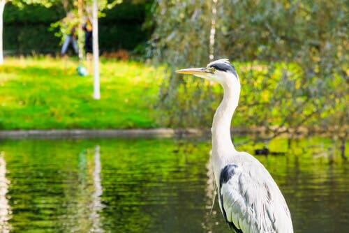 There are many spots for bird lovers to go birdwatching.