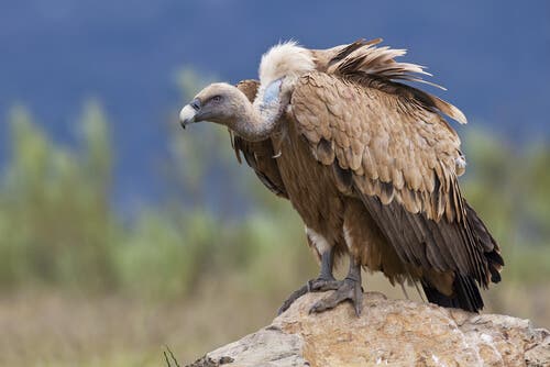 A bird of prey sitting on a rock.