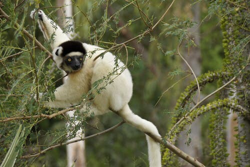 The Unique Characteristics of Lemurs