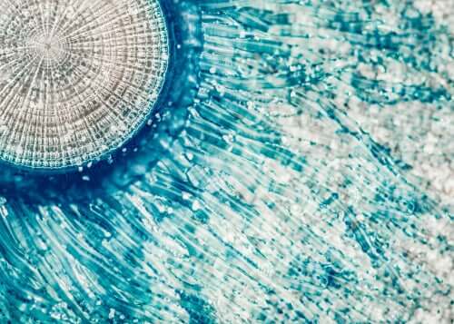 A close up of the porpita porpita.