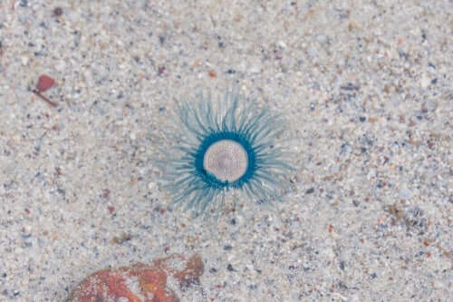  Una medusa pulsante blu sul fondo del mare.