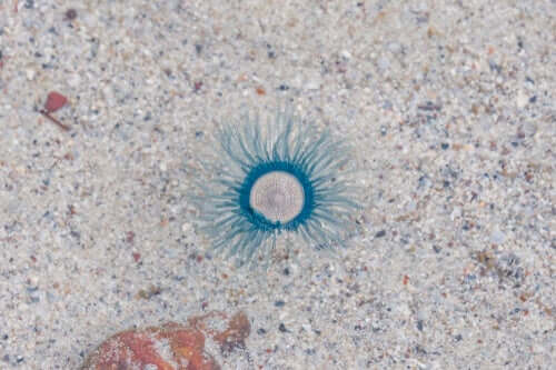 A blue button jellyfish on the sea bed.