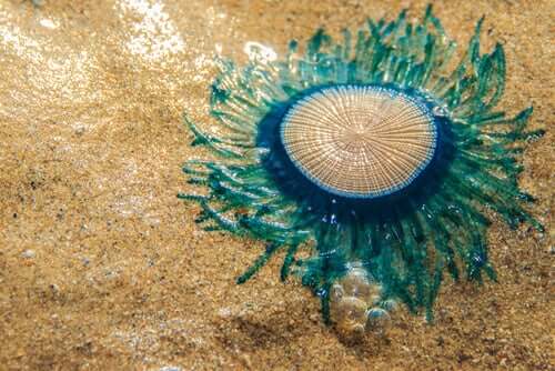 Porpita Porpita, the Blue Button Jellyfish