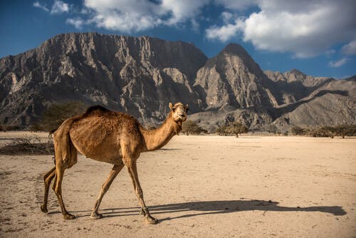 A camel walking in the desert.