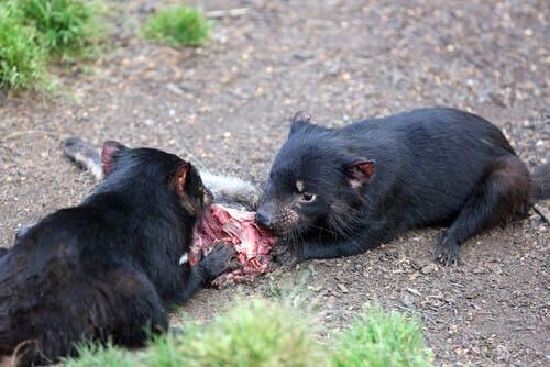 Two tasmanian devils eating carrion.