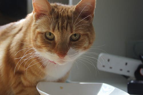 A cat eating from a bowl.