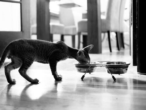 A cat eating its meal.