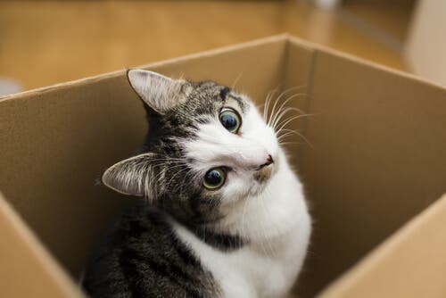 There are some important steps to help your cat adapt to a new home.