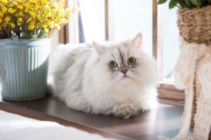 Helping Your Cat Adapt to a New Home
