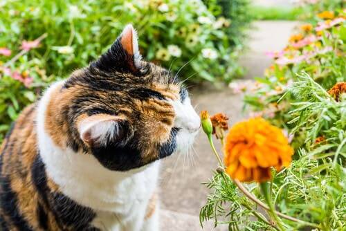 A cat with a plant.