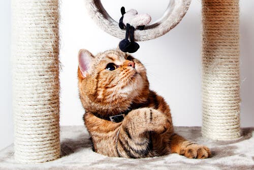 A cat playing with a toy and scratching post.