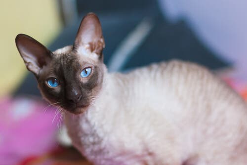 A Siamese cat looking at the camera.