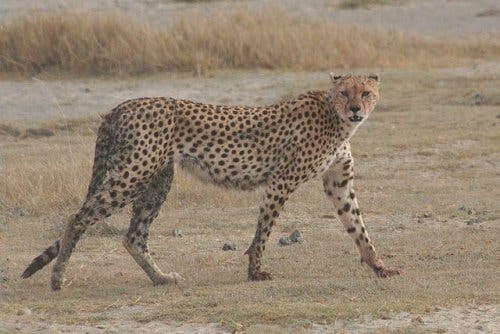 A cheetah walking in the savannah.