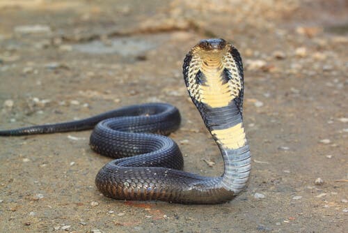 Cobras are one of the common snakes in ancient cultures.