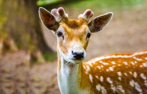 8 Subspecies of Deer