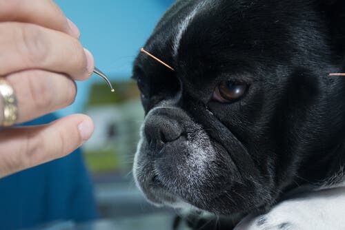 A dog having acupuncture therapy.
