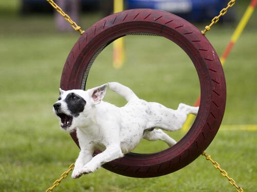 A dog jumping through a tire.