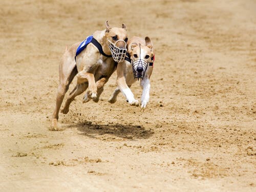Two race dogs racing.