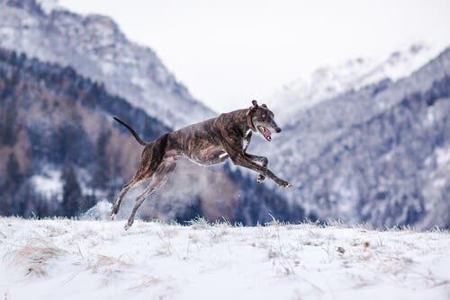 A dog running.