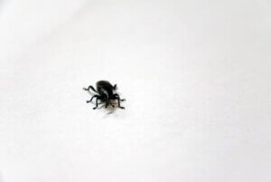 The Smallest Insect in the World?