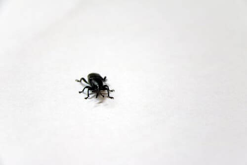 The Smallest Insect in the World? - My Animals