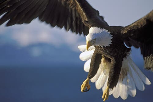 An eagle flying in the sky.