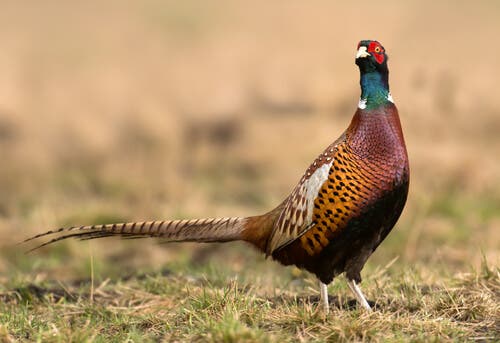 A photo of an elegant pheasant bird.