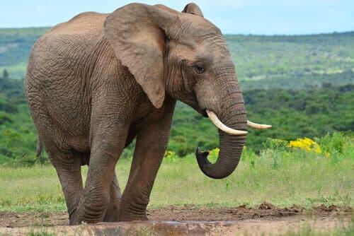 The Intelligence of Elephants: How Smart Are They?