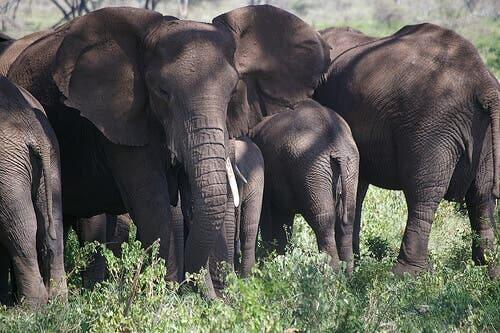 A group of elephants in the wild.