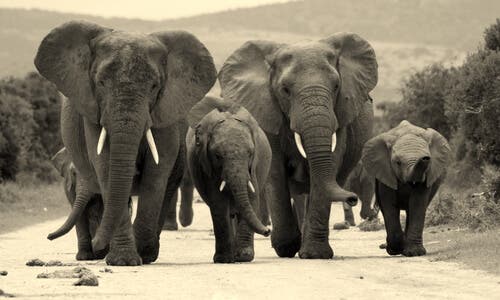 A herd of elephants.