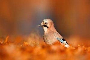Meet the Eurasian Jay: A Forest Gardener
