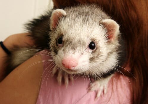 One of the common ferret diseases is ear scabies.