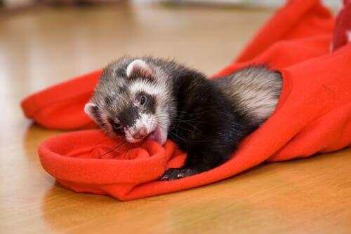 Some common ferret diseases can be fatal.