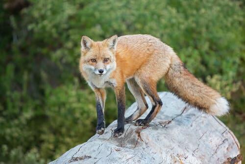 Humans and foxes have always lived near each other.