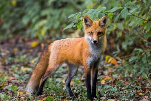 Humans and Foxes: Are Foxes a Threat to Humans?