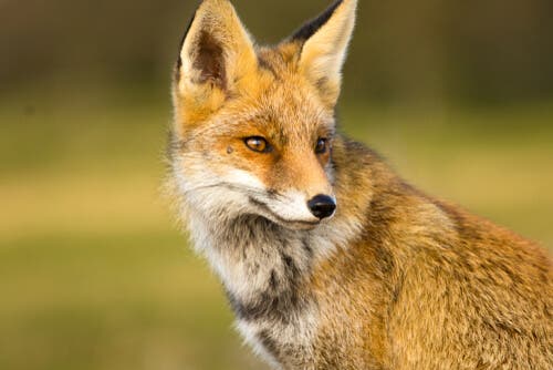 The coexistence of humans and foxes was inevitable because of how common foxes are.