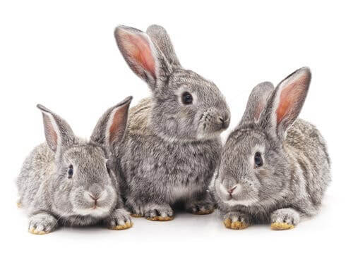 Three gray rabbits.