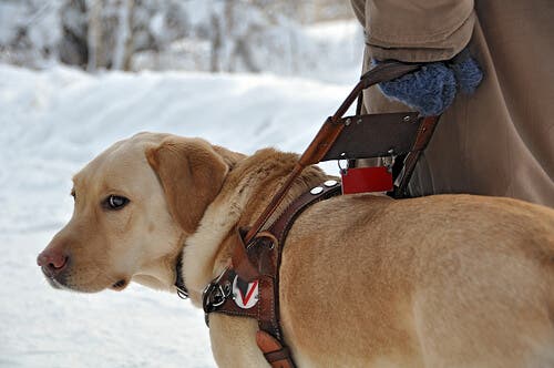 What You Should Know About Guide Dogs