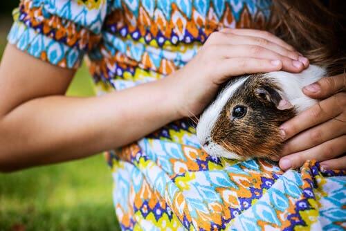 Scabies in guinea pigs cause intense itching.