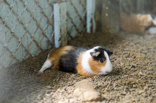 A relaxed guinea pig.
