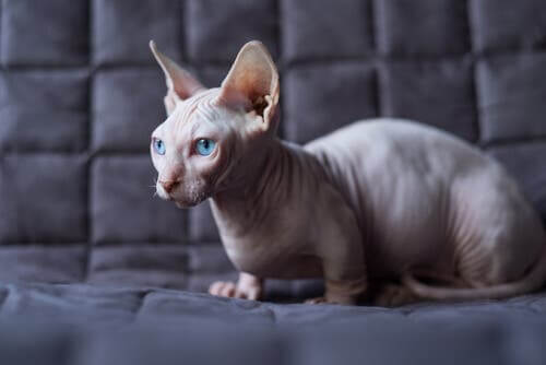 How to Care for a Hairless Cat: Tips and Recommendations