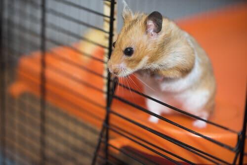 How to Improve Your Hamster's Cage